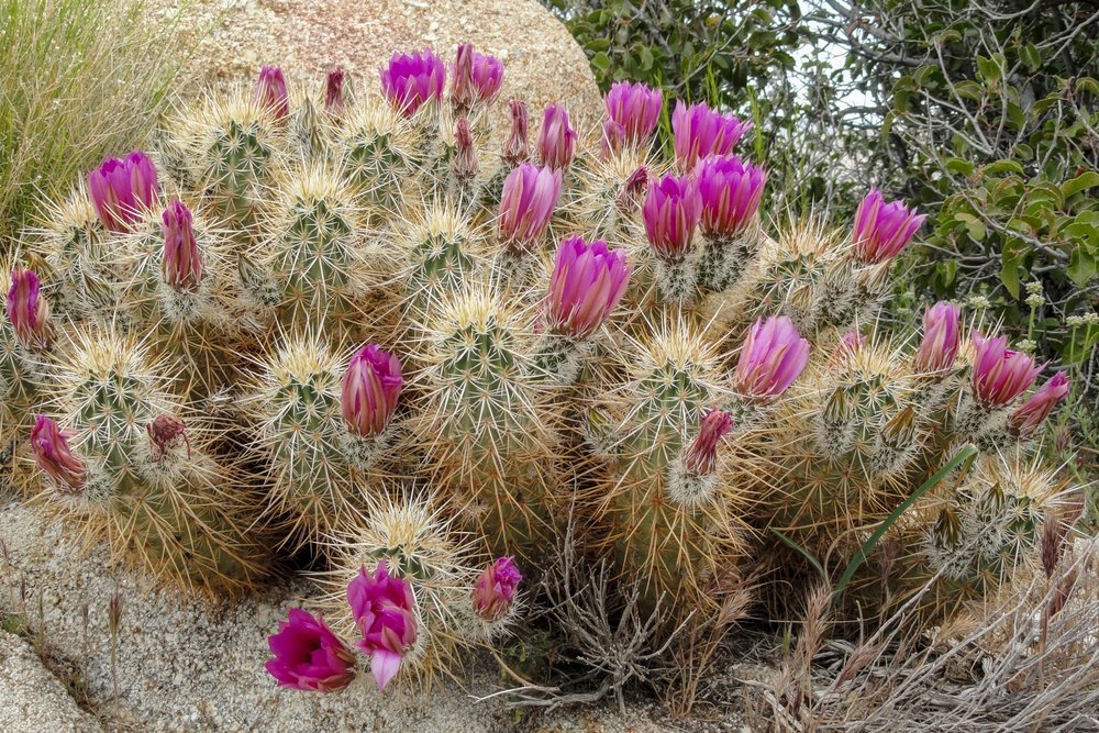A cactus plant with pink flowers on a desert hiking trail